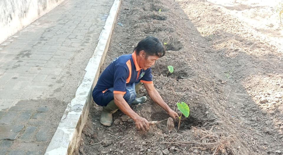 Lapas Wonogiri Tanam Talas Bogor Varietas Unggul, Perkuat Program Kemandirian Pangan