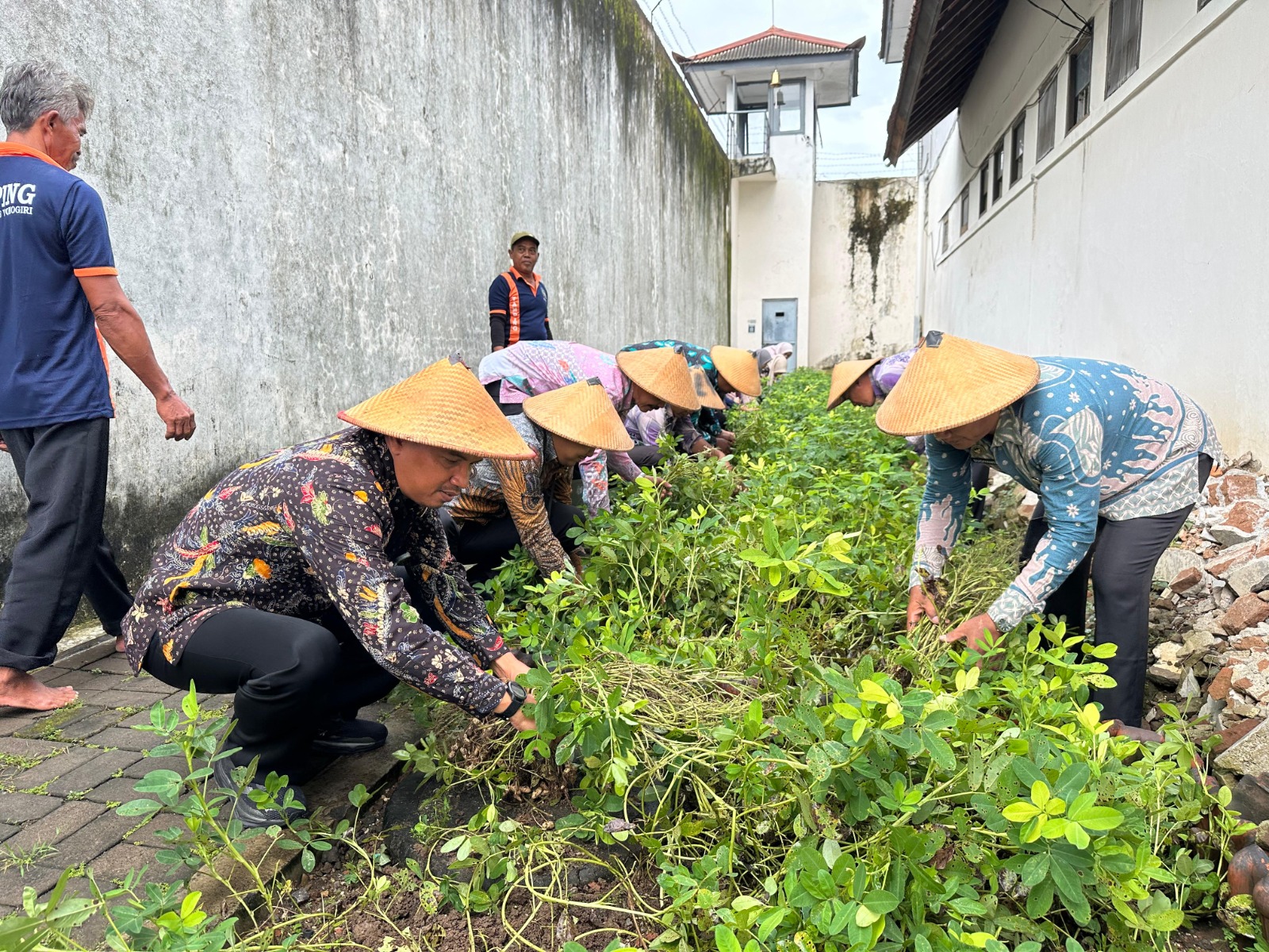 Panen Kacang Tanah di Branggang Lapas Wonogiri